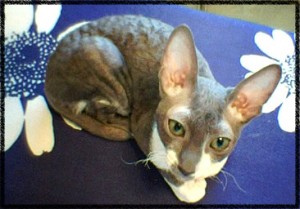 Mystique on ironing board