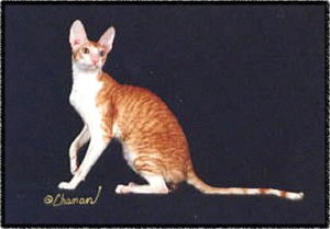 GRAND CHAMPION, National Winner, Morinoo Bo-Tara of Richson (aka Bobo)